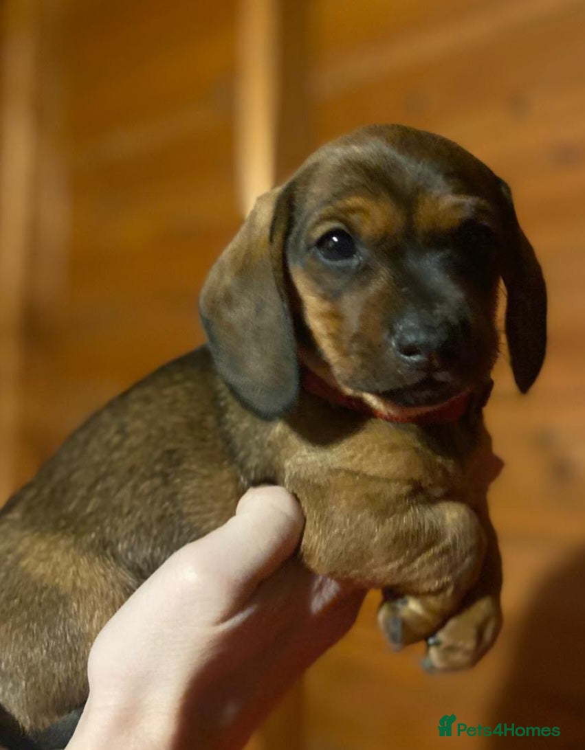 Dachshund dogs For Sale  - Advert 4