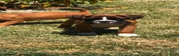 Boxer dogs for sale: Boxer pups  - Advert 2