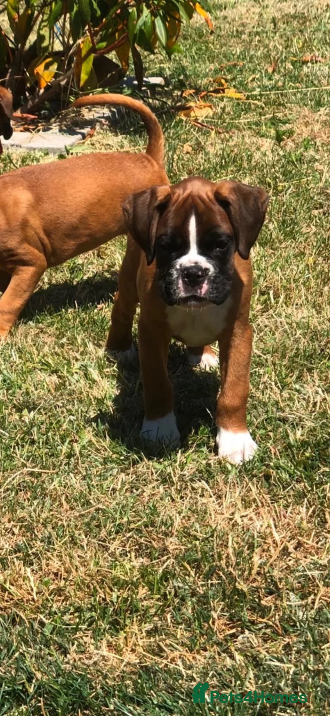 Boxer dogs for sale: Boxer pups  - Advert 2
