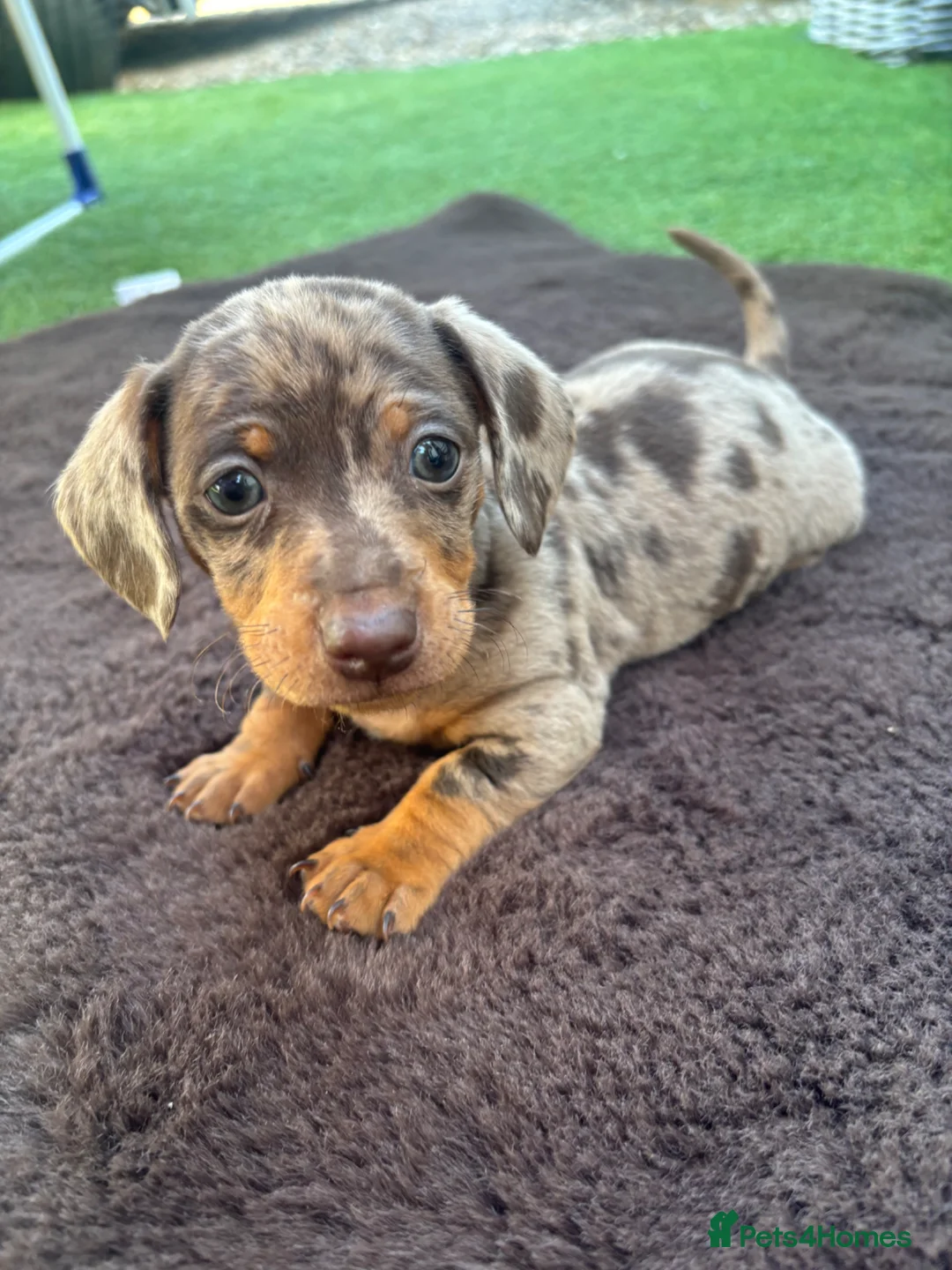 Dachshund dogs for sale: Beautiful dashound boy puppy  - Advert 1