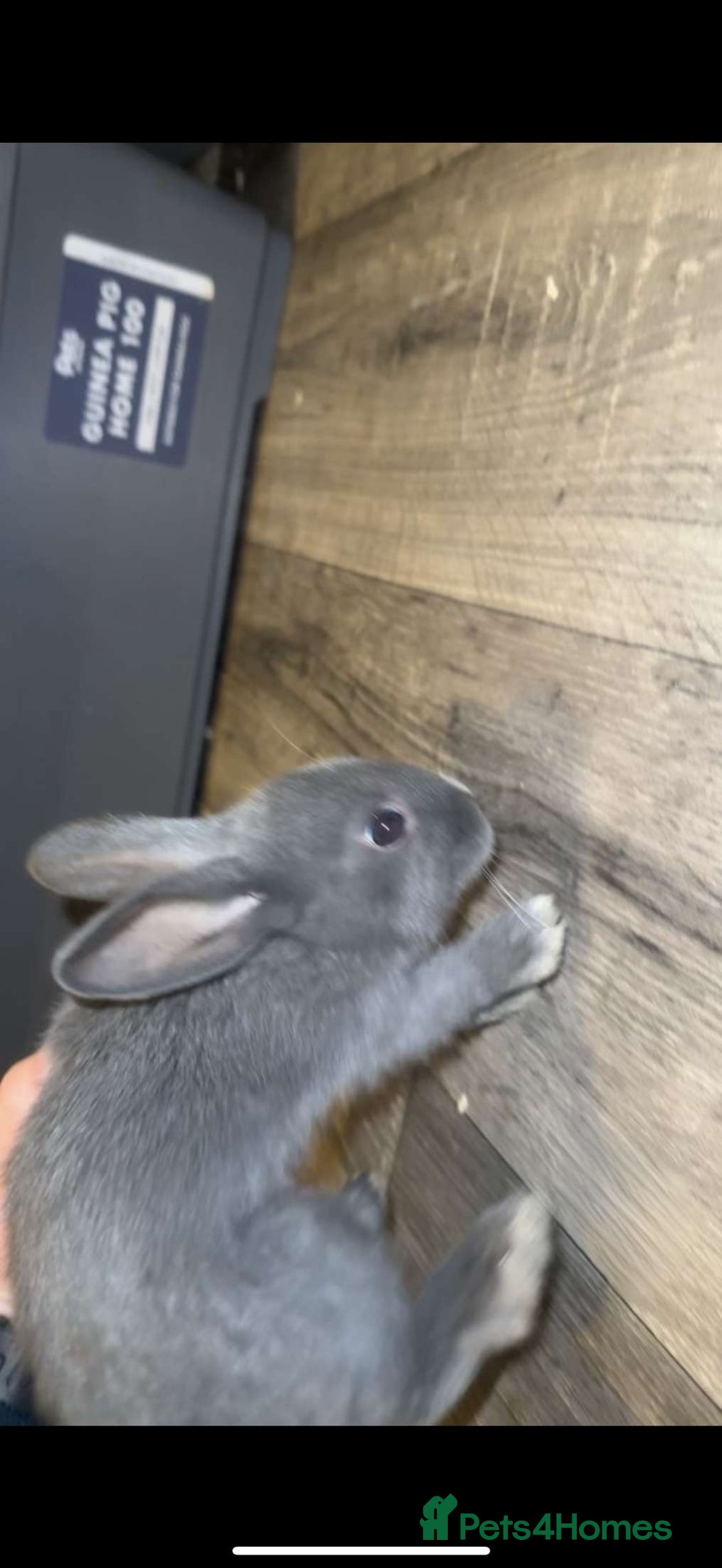 Mixed Breed rabbits for sale: savannah mini lop bunny - Image 4