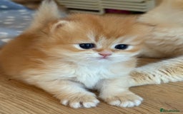 British Longhair cats for sale: GCCF reg BLH Black and Chocolate Golden kittens - Image 29