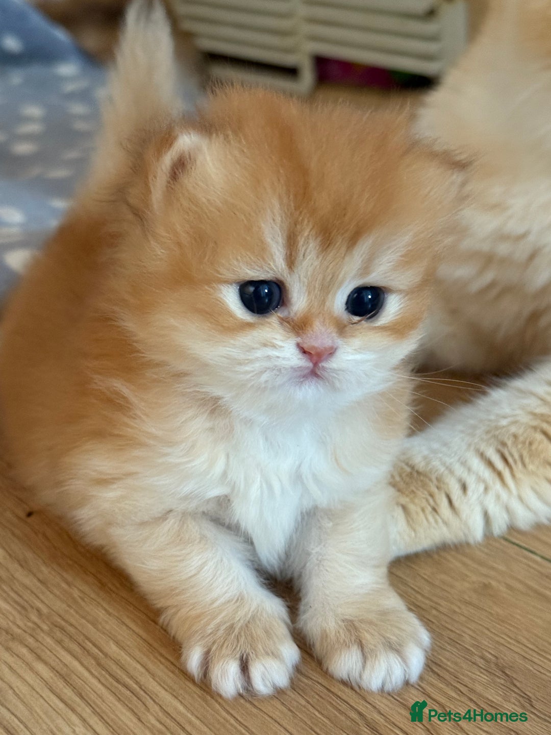 British Longhair cats for sale: GCCF reg BLH Black and Chocolate Golden kittens - Image 29