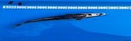 Koi Carp fish for sale: 8 Koi For Sale, 14 months old - Advert 5