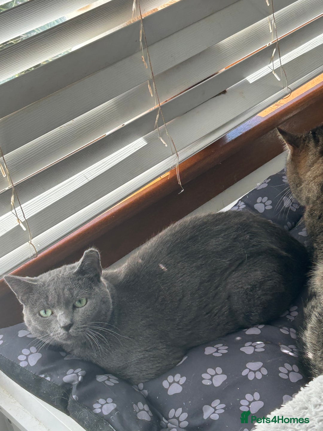 Mixed Breed cats for sale: Various kittens - Image 5