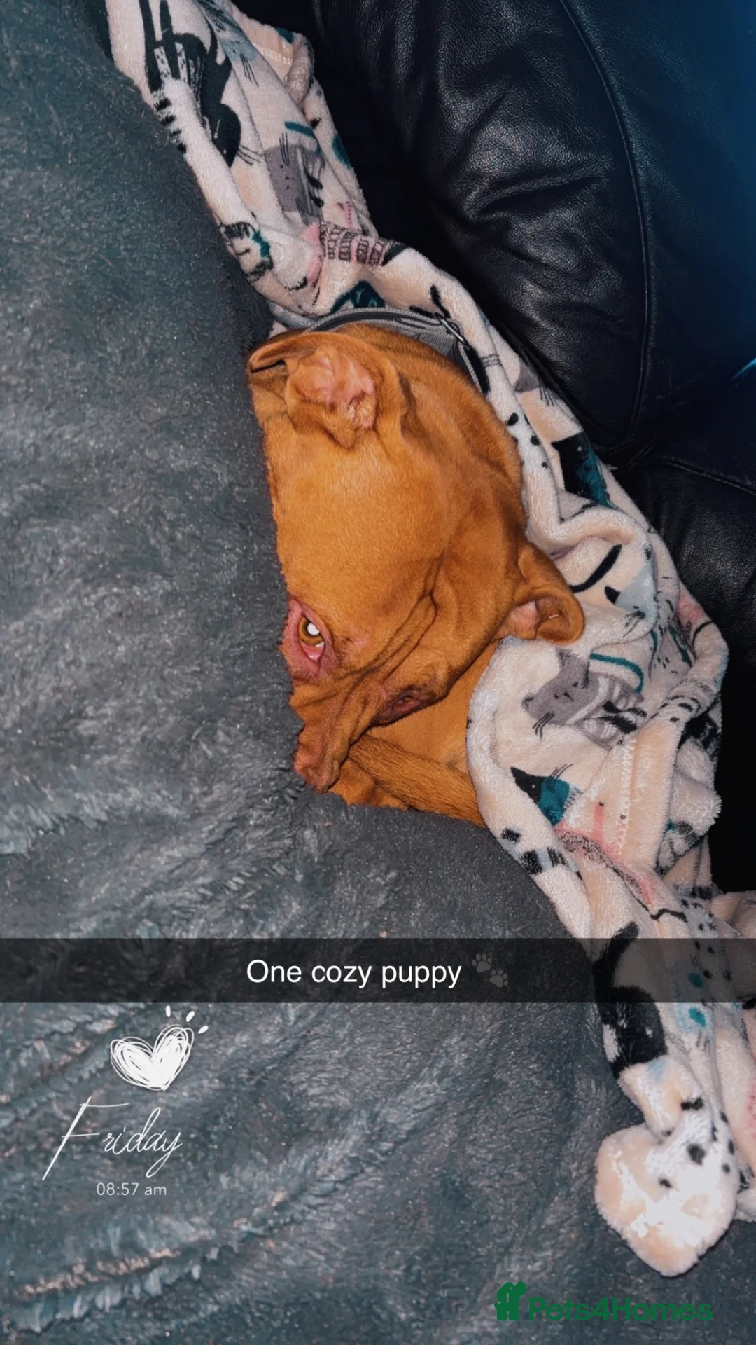 American Bulldog dogs for sale: Female American bulldog Ragnar  - Advert 1