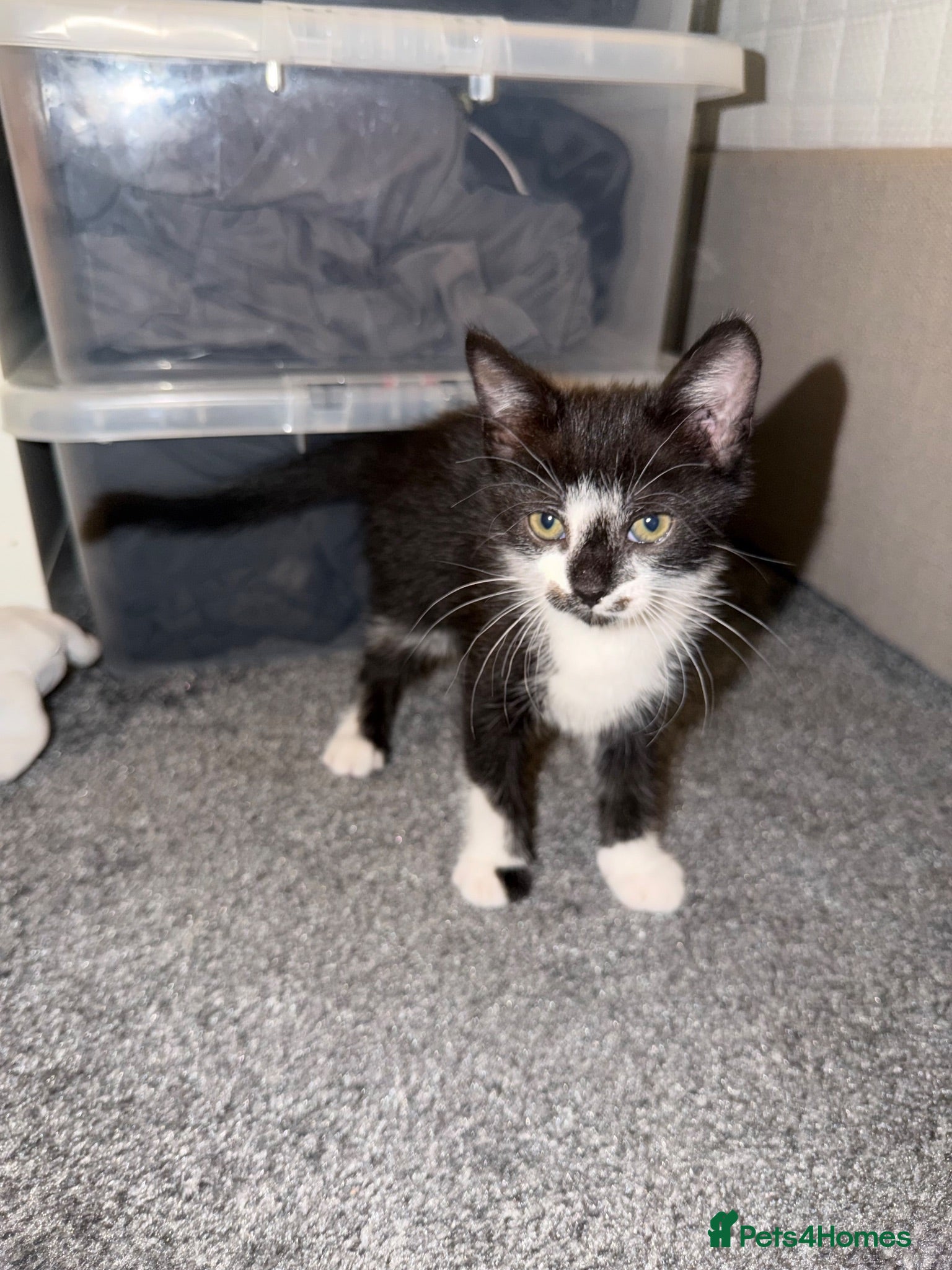 Mixed Breed cats  Curious mixed breed kitten for sale!!!! - Advert 2