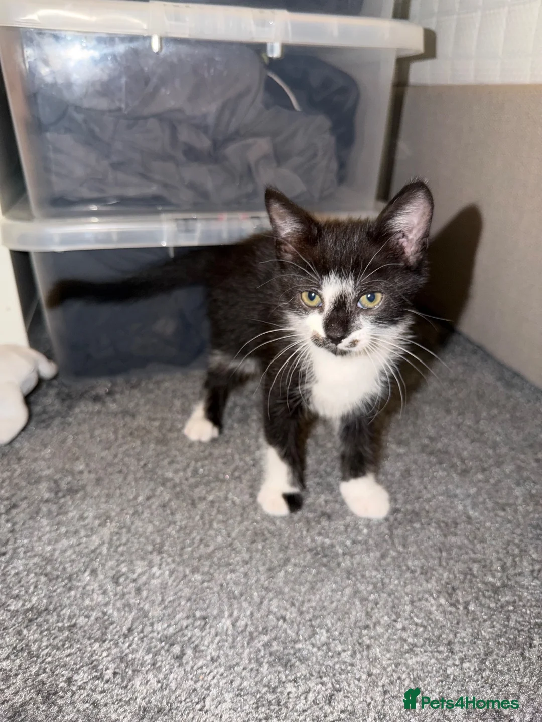 Mixed Breed cats for sale:  Curious mixed breed kitten for sale!!!! in London - Advert 2