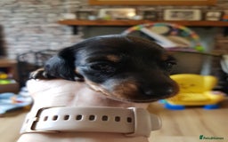 Dachshund dogs for sale: READY NOW Dachshund Puppies - Image 9