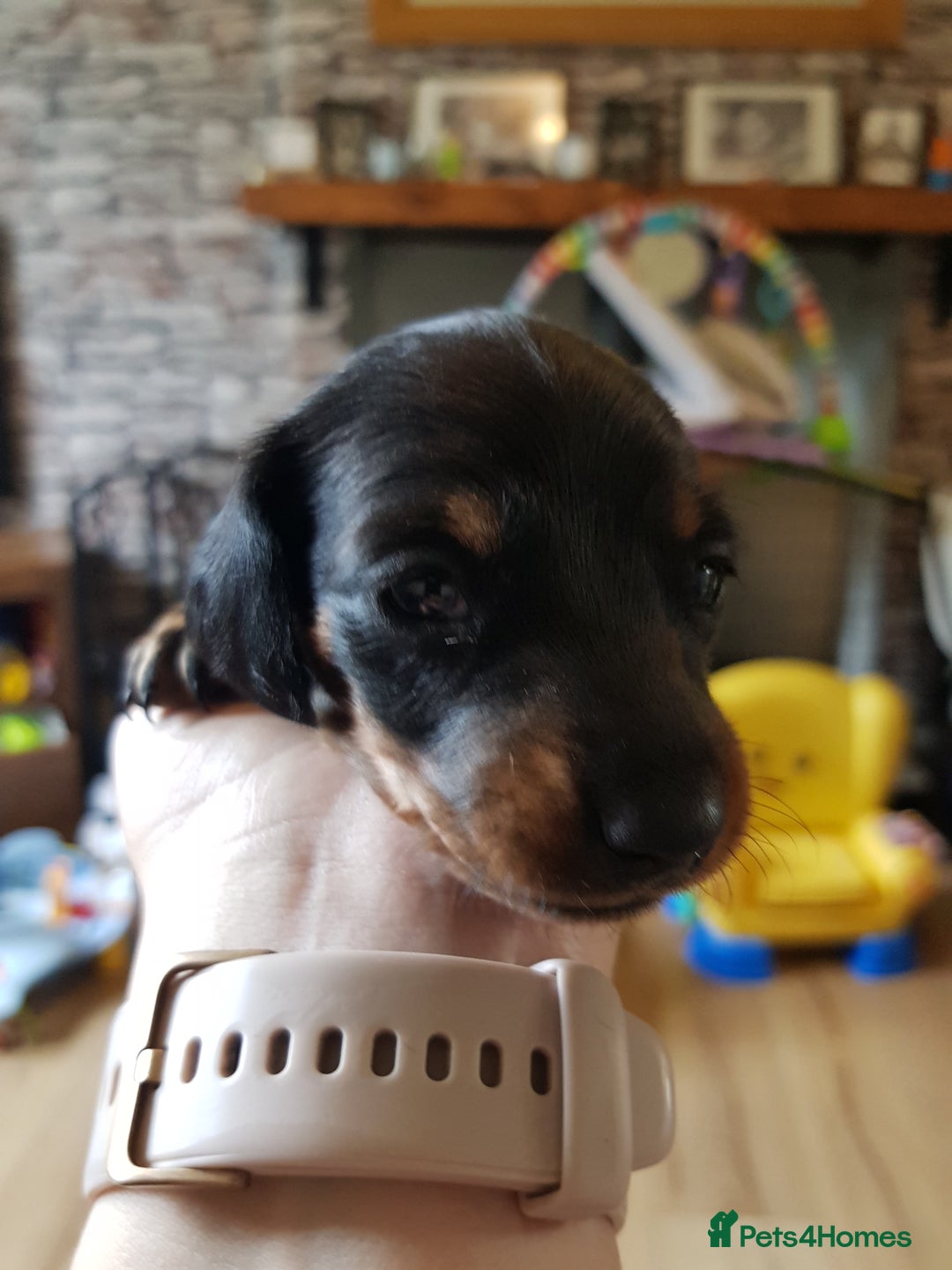 Dachshund dogs for sale: READY NOW Dachshund Puppies - Image 9