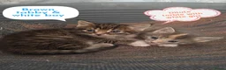 Mixed Breed cats for sale: 4 gorgeous little kitten looking for homes  - Advert 12