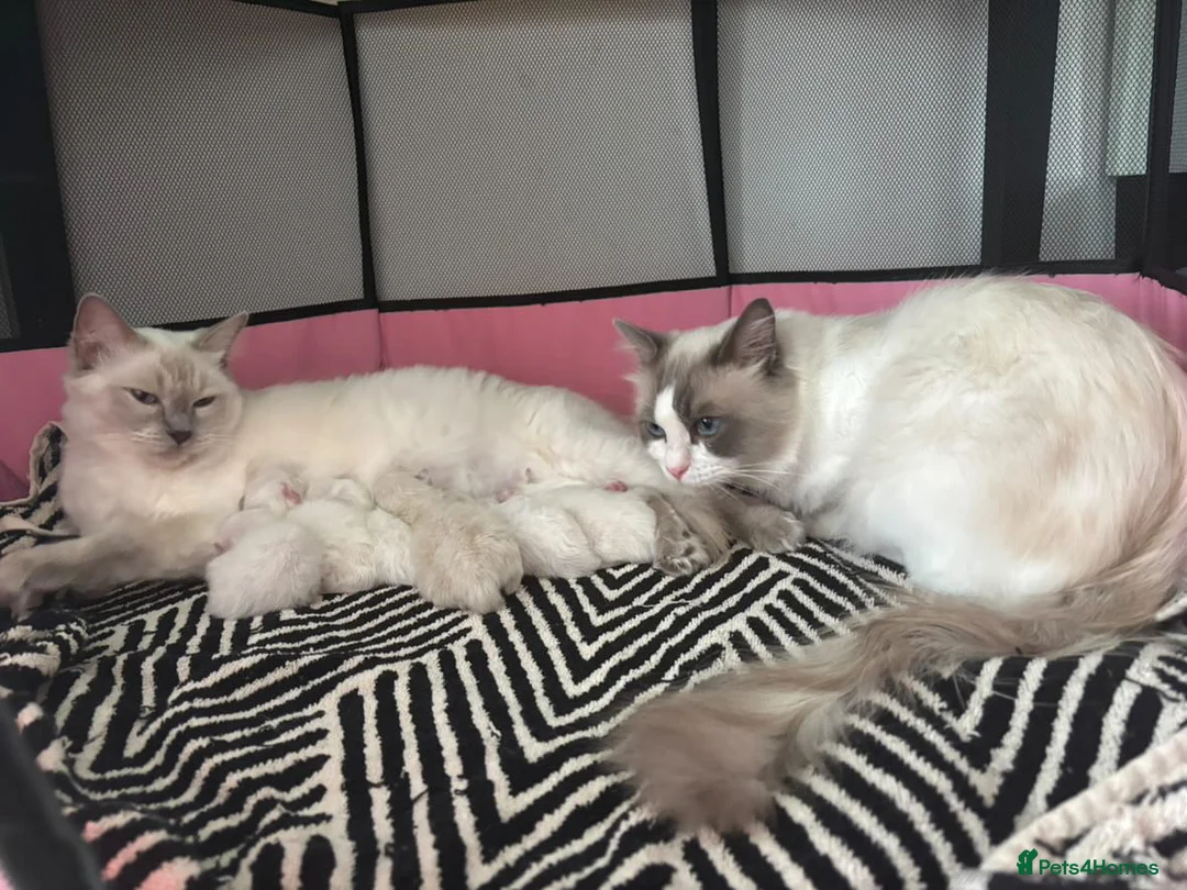 Ragdoll cats for sale: Beautiful Blue Point Ragdoll Kittens - Advert 12