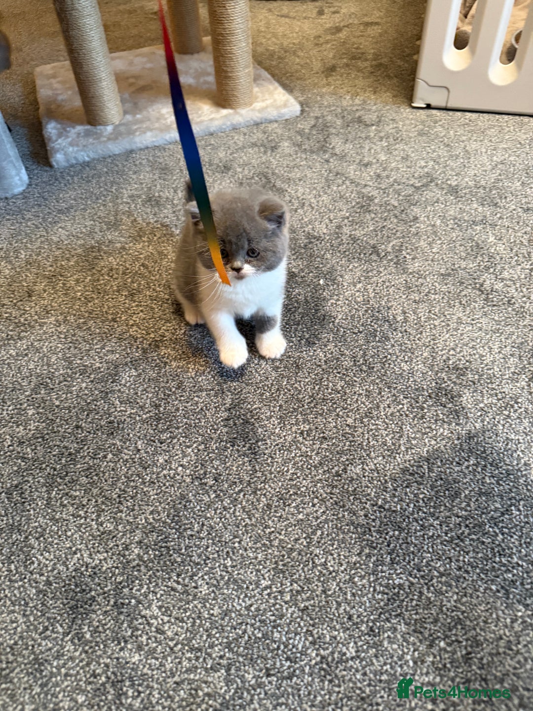 British Shorthair cats for sale: Beautiful health tested bsh kittens  - Image 7
