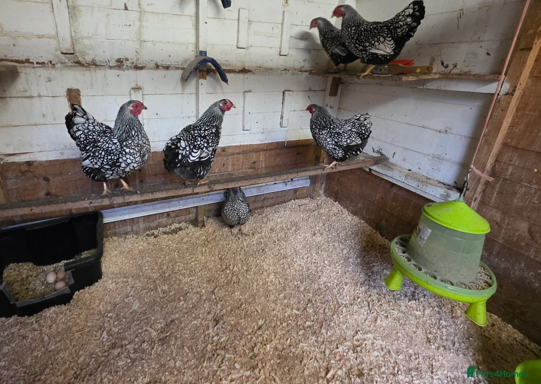 Chickens poultry for sale: silver laced wyandottes hens - Advert 1
