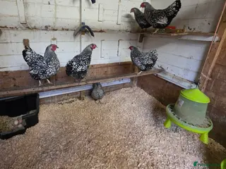 Chickens poultry silver laced wyandottes hens - Advert 1
