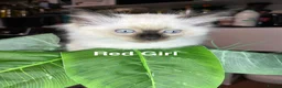 Ragdoll cats for sale: 💖Fabulous Pure Ragdoll Kittens Waiting for Love❤️ - Advert 28
