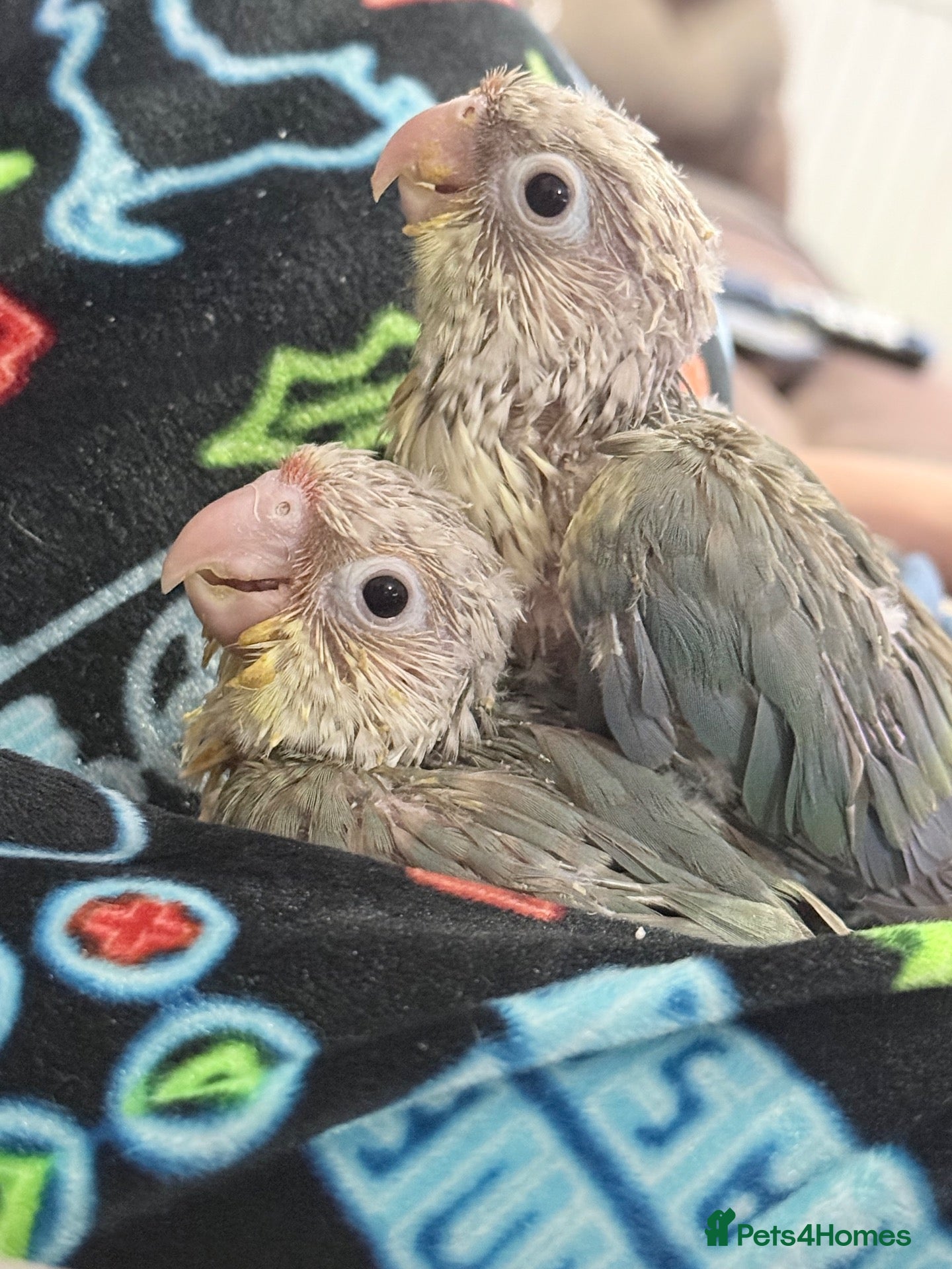 Conures birds Hand reared DNA tested green cheeked conures - Advert 1
