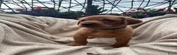 Labrador Retriever dogs for sale: Fox Red Labrador Puppy’s for Sale - Advert 31