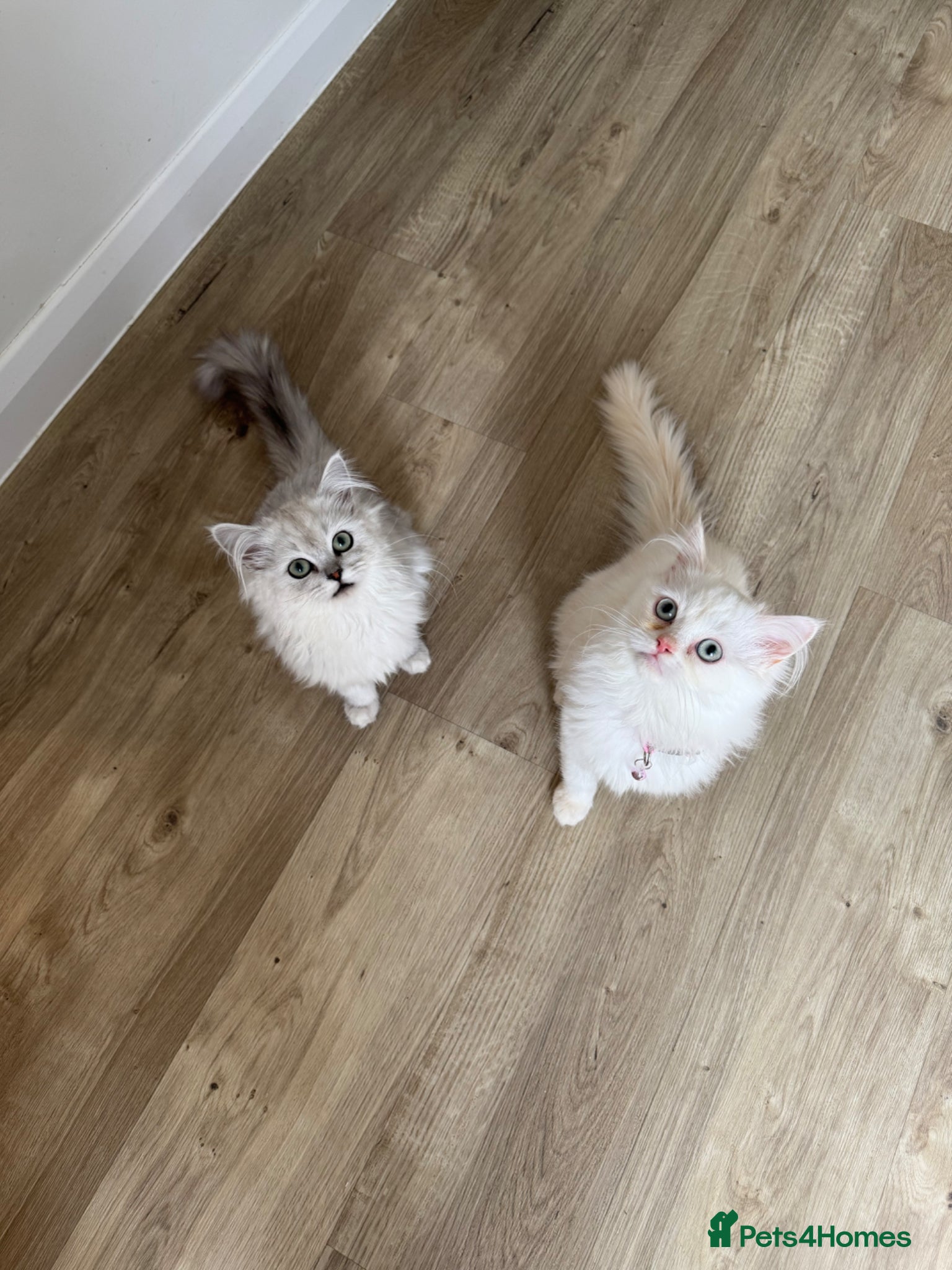 Persian cats I have two kittens  - Advert 2