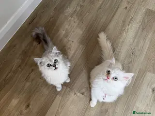 Persian cats I have two kittens - Advert 2