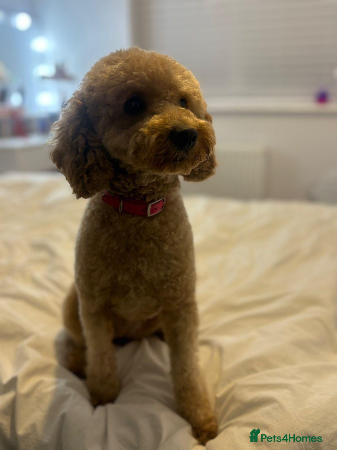 Cockapoo dogs Cockapoo puppies - Advert 10