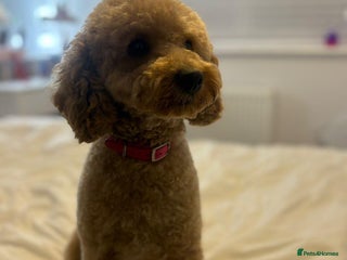 Cockapoo dogs Cockapoo puppies - Advert 10