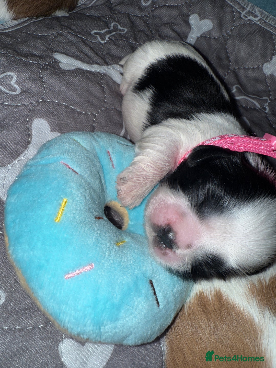 Shih Tzu dogs for sale: ShihTzu Newborn Puppies 💕Home-Raised & Well-Loved - Advert 28