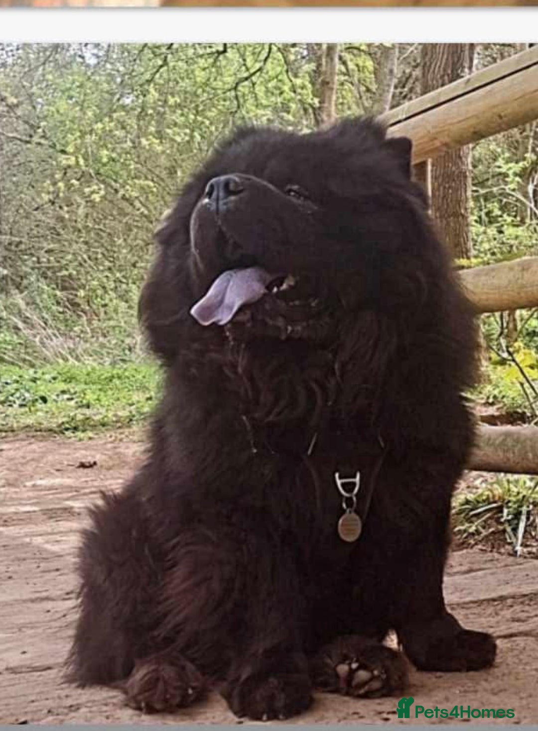 Chow Chow dogs for sale: 5 Gen Pedigree Chow Chow Puppies - Advert 18