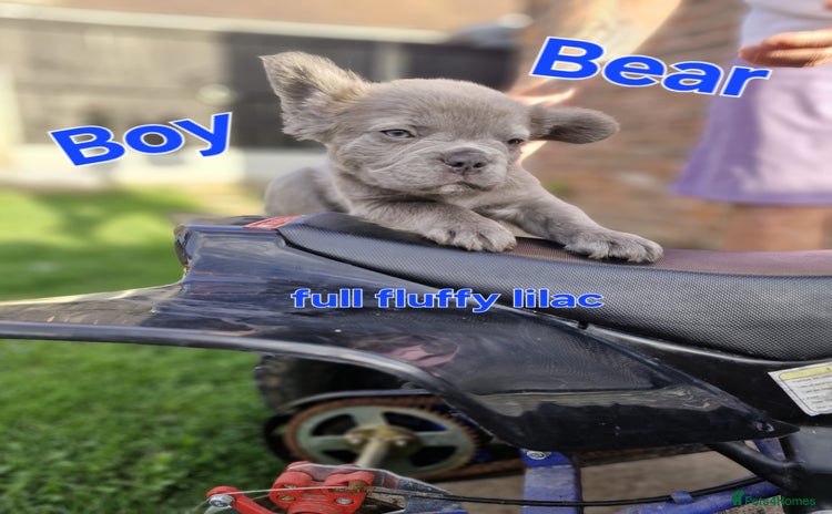 French Bulldog dogs - Advert 9
