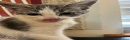British Shorthair cats for sale: Kittens  - Advert 5