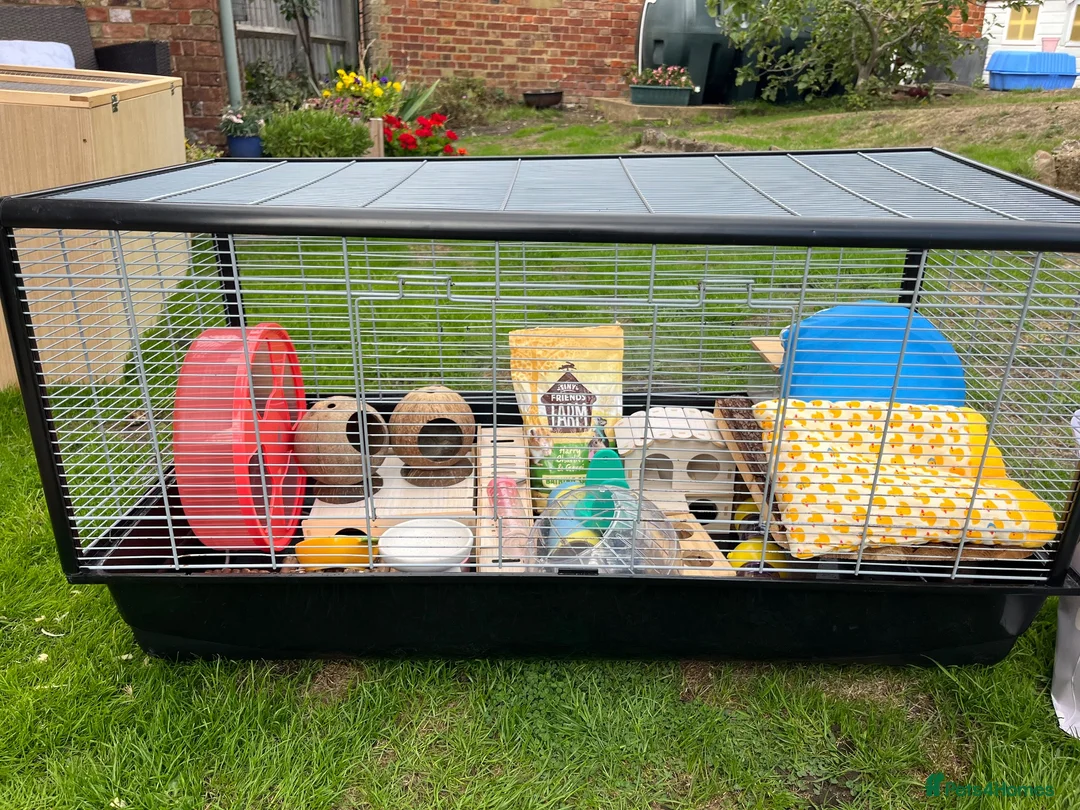 Hamster rodents for sale: Savic plaza cage  - Advert 5