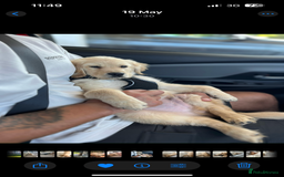 Golden Retriever dogs for sale: 8 month old Puppy looking for a Special Home  - Image 18