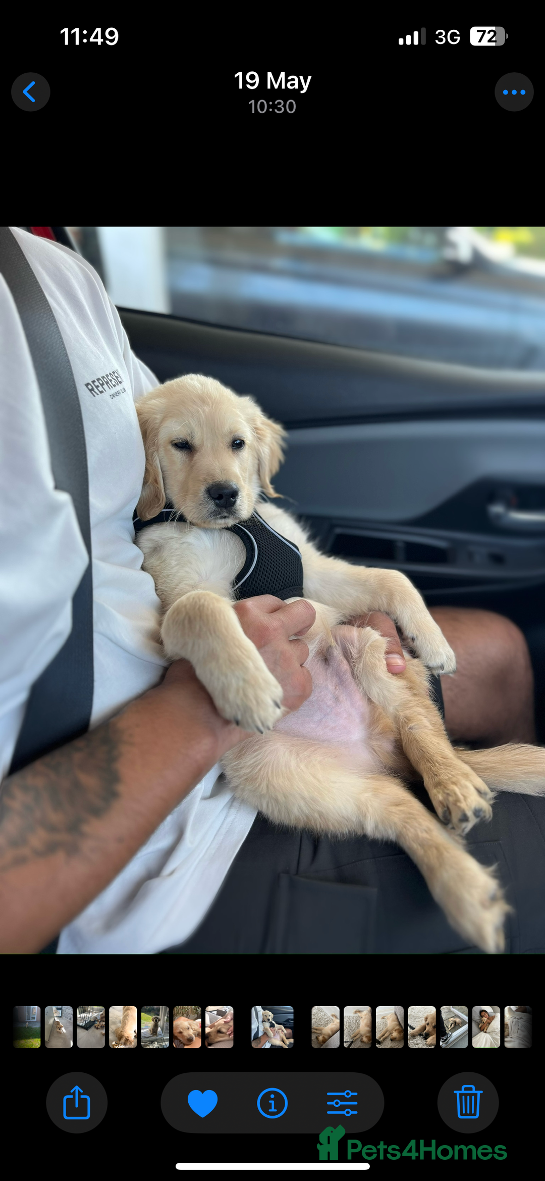 Golden Retriever dogs for sale: 8 month old Puppy looking for a Special Home  - Image 18