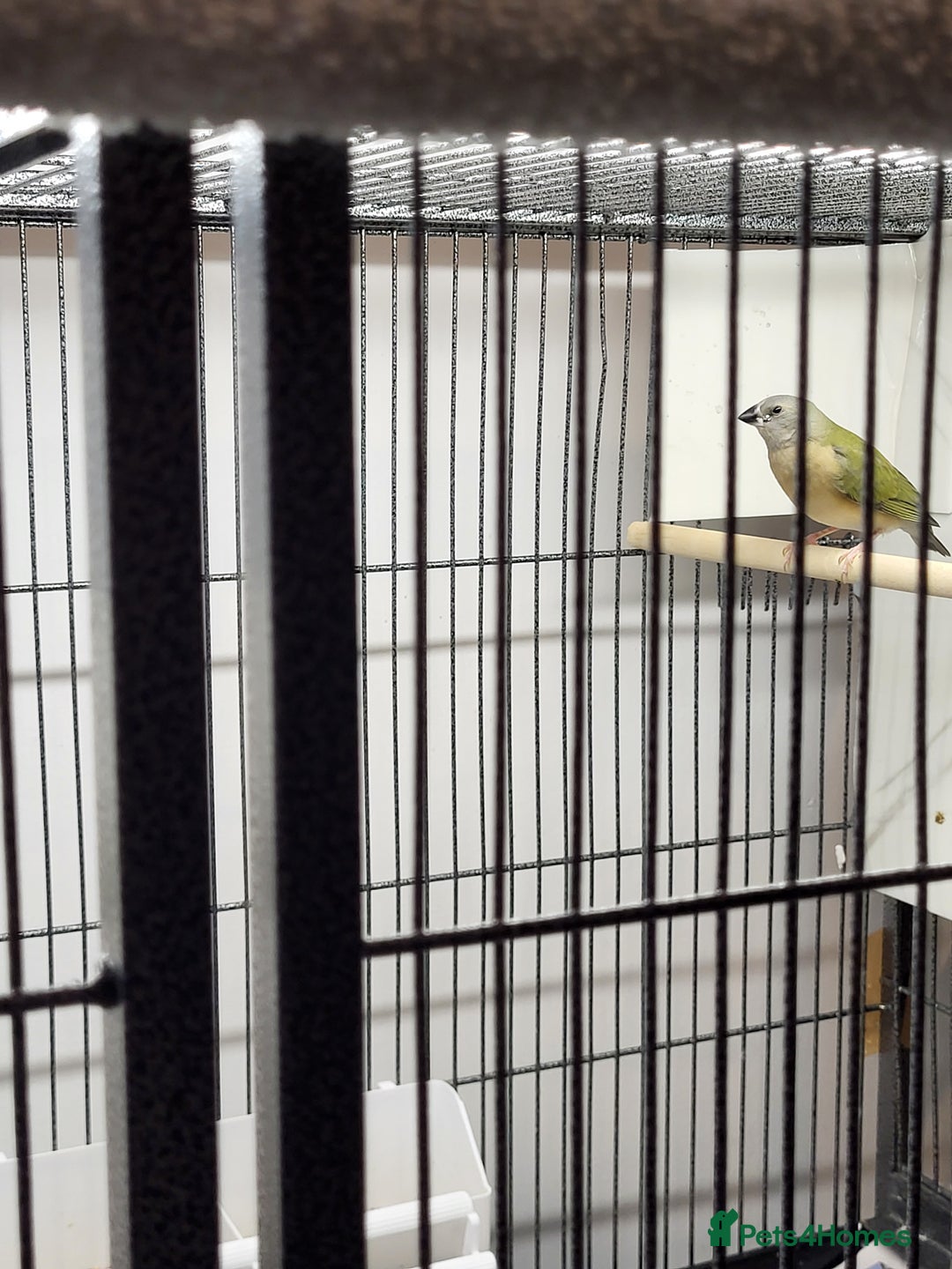 Finches birds for sale: Young gouldian finches - Advert 2