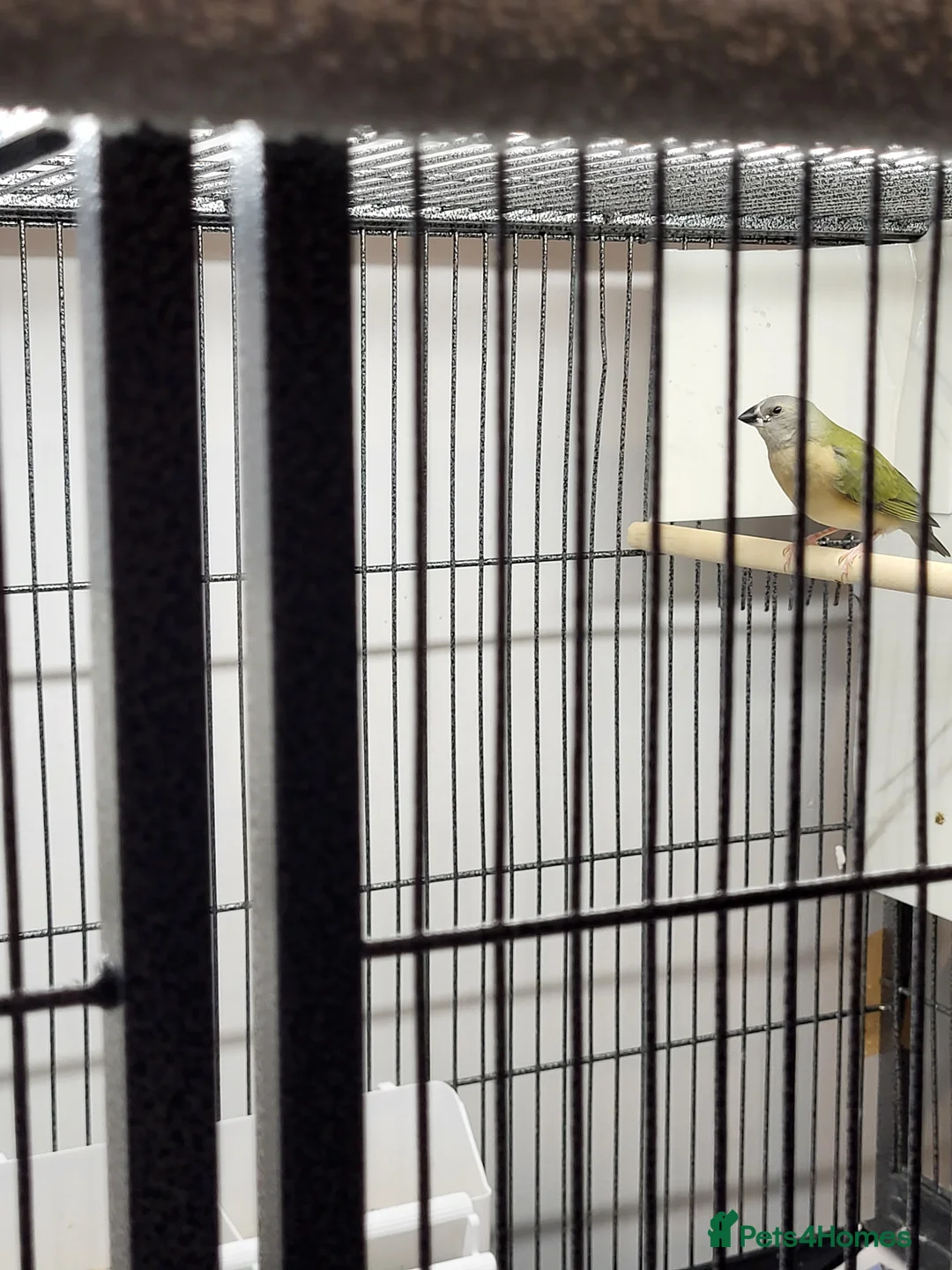 Finches birds for sale: Young gouldian finches - Advert 2