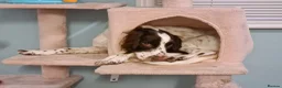 Cocker Spaniel dogs for sale: 1 year old female cocker spaniel  - Advert 5