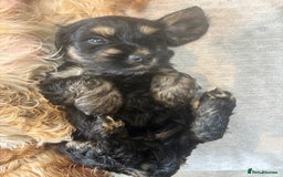 Cockapoo dogs for sale: Beautiful, Rare Cockapoo Puppies – Ready 17th Nov - Advert 16