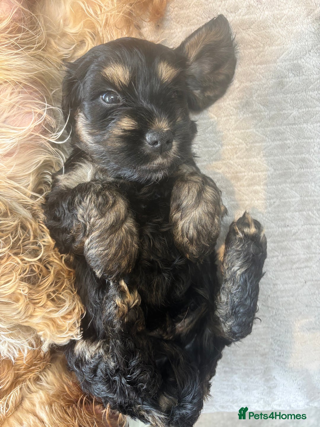 Cockapoo dogs for sale: Beautiful, Rare Cockapoo Puppies – Ready 17th Nov - Advert 16