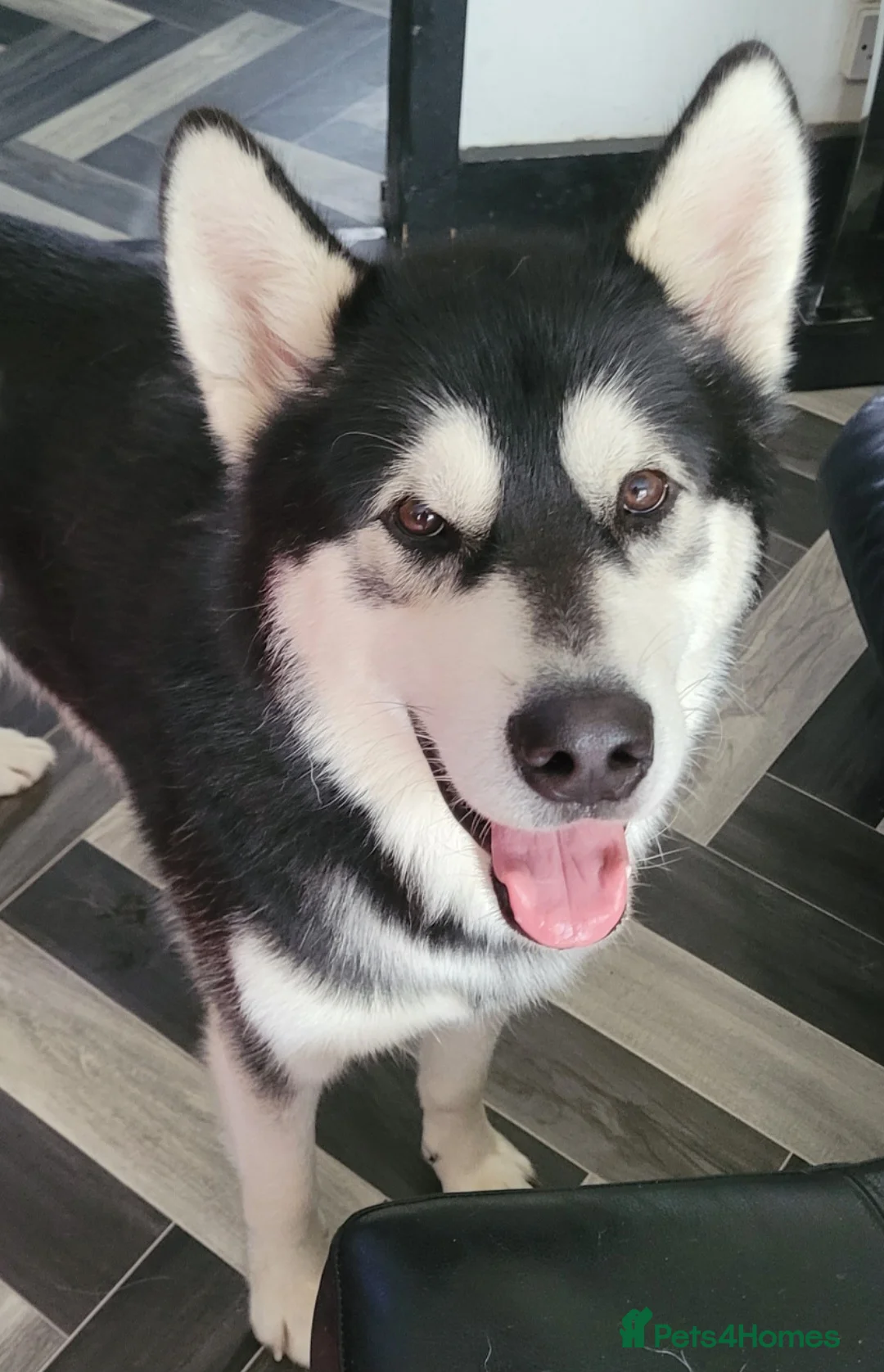Alaskan Malamute dogs for stud: Proven Alaskan malamute for stud in Sheffield - Advert 2