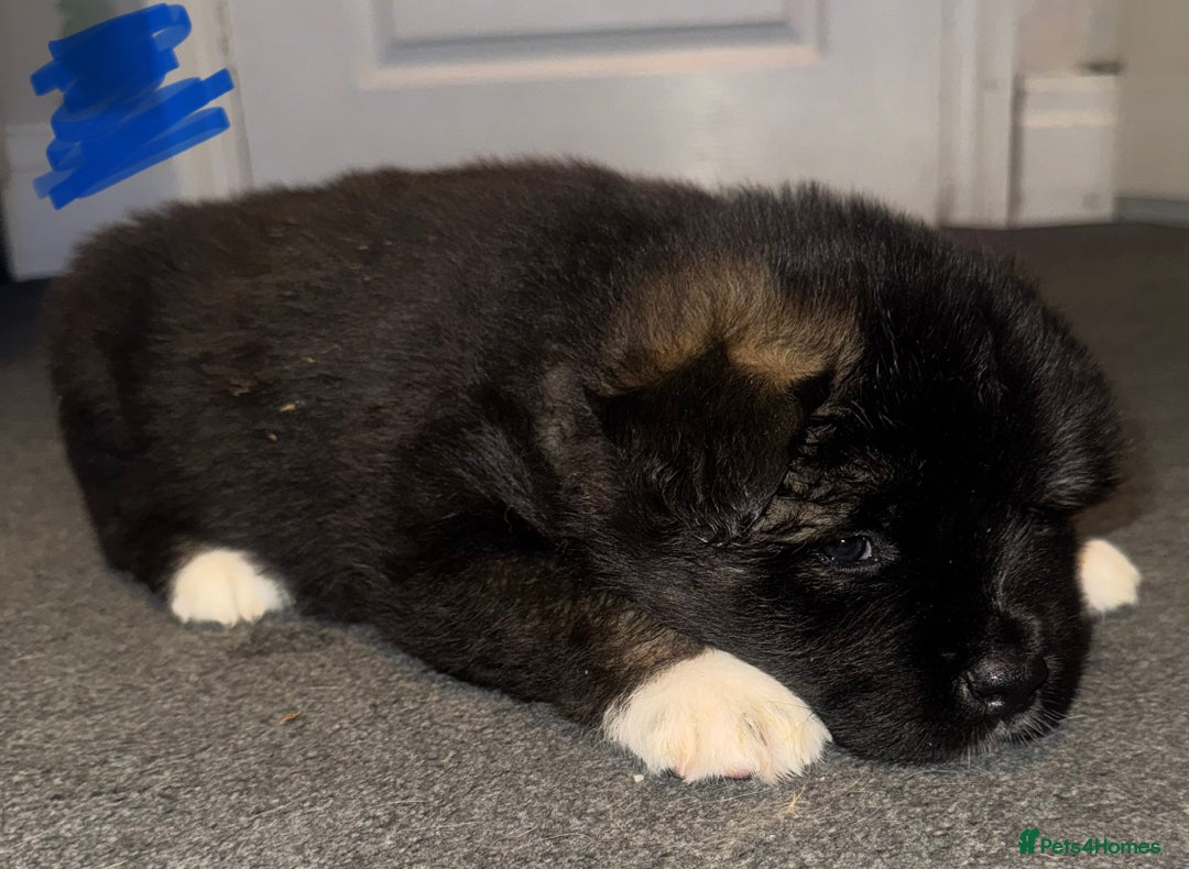 Akita dogs for sale: Akita puppies for sale  - Advert 16