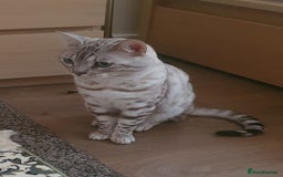 Bengal cats for sale: Little Snow Leopard  - Image 4
