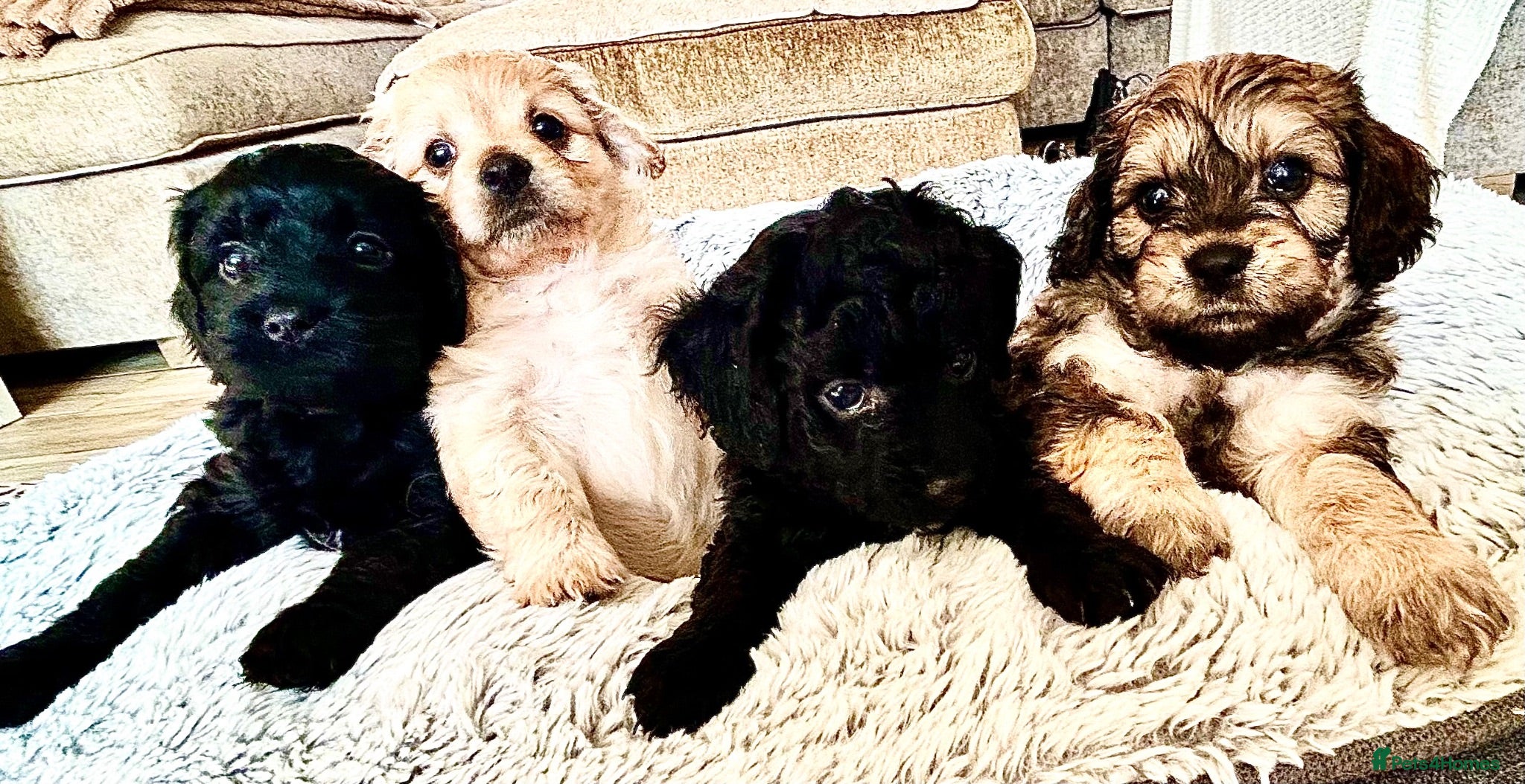 Cavachon dogs Adorable Cavapoochon puppies need forever homes - Advert 1