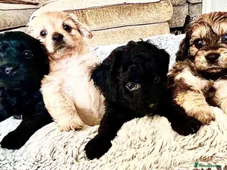 Cavachon dogs Adorable Cavapoochon puppies need forever homes - Advert 1