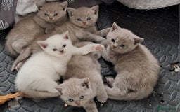 British Shorthair cats for sale: Adorable British short-hair kittens - Image 10