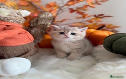 British Shorthair cats for sale: Blue Golden British Shorthair - Image 2