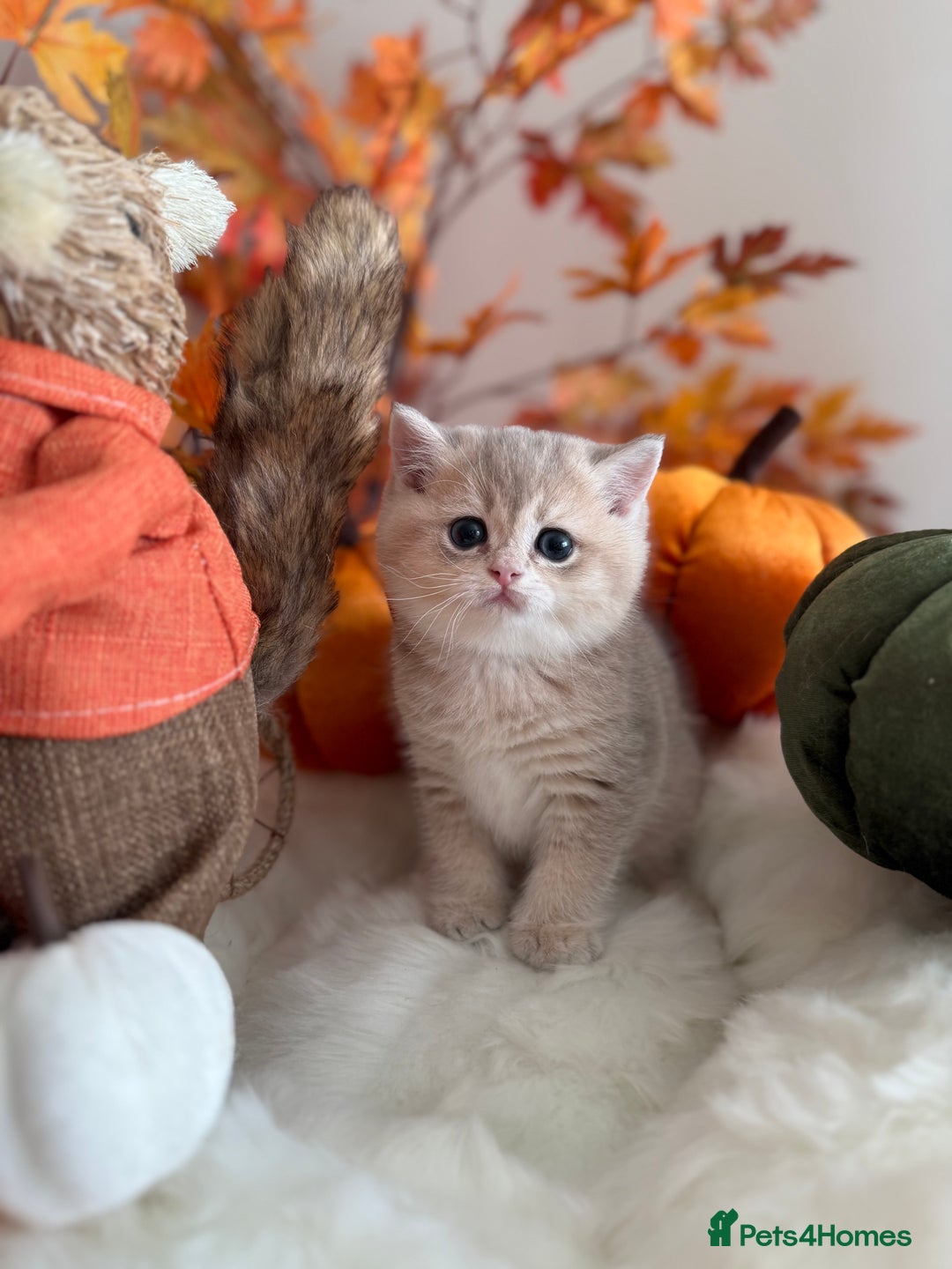 British Shorthair cats for sale: Blue Golden British Shorthair - Image 2