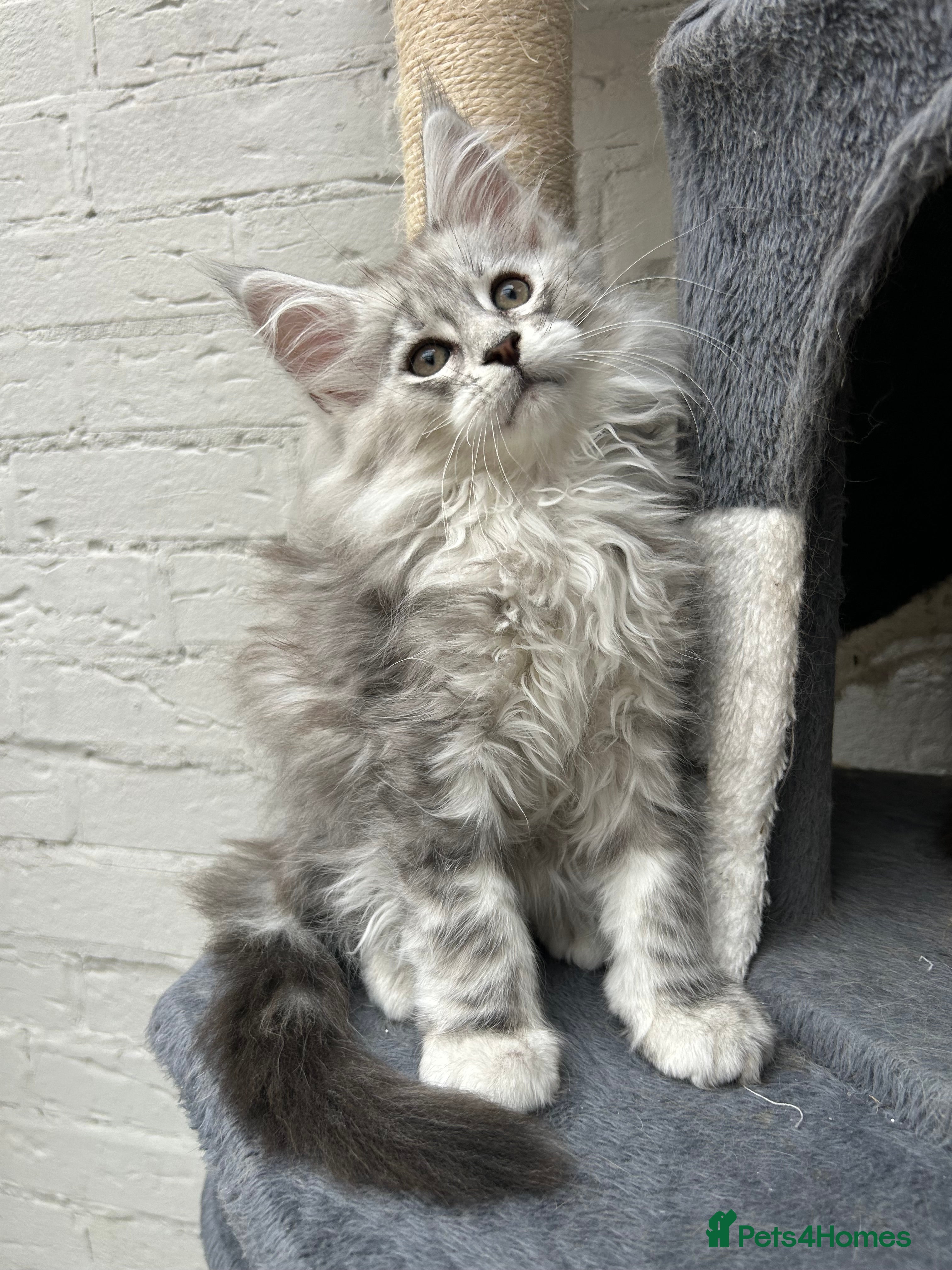 Maine Coon cats TICA reg Pedigree Maine Coon Kittens  - Advert 2