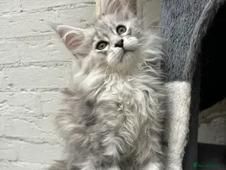 Maine Coon cats TICA reg Pedigree Maine Coon Kittens - Advert 2