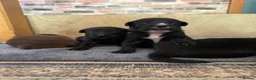 Borador dogs for sale: Stunning Lab x Collie, cream, black & chocolate! - Advert 37