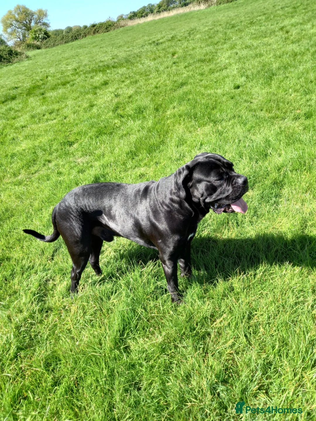 Cane Corso dogs for stud: Pure breed Cane Corso in Bristol - Advert 5